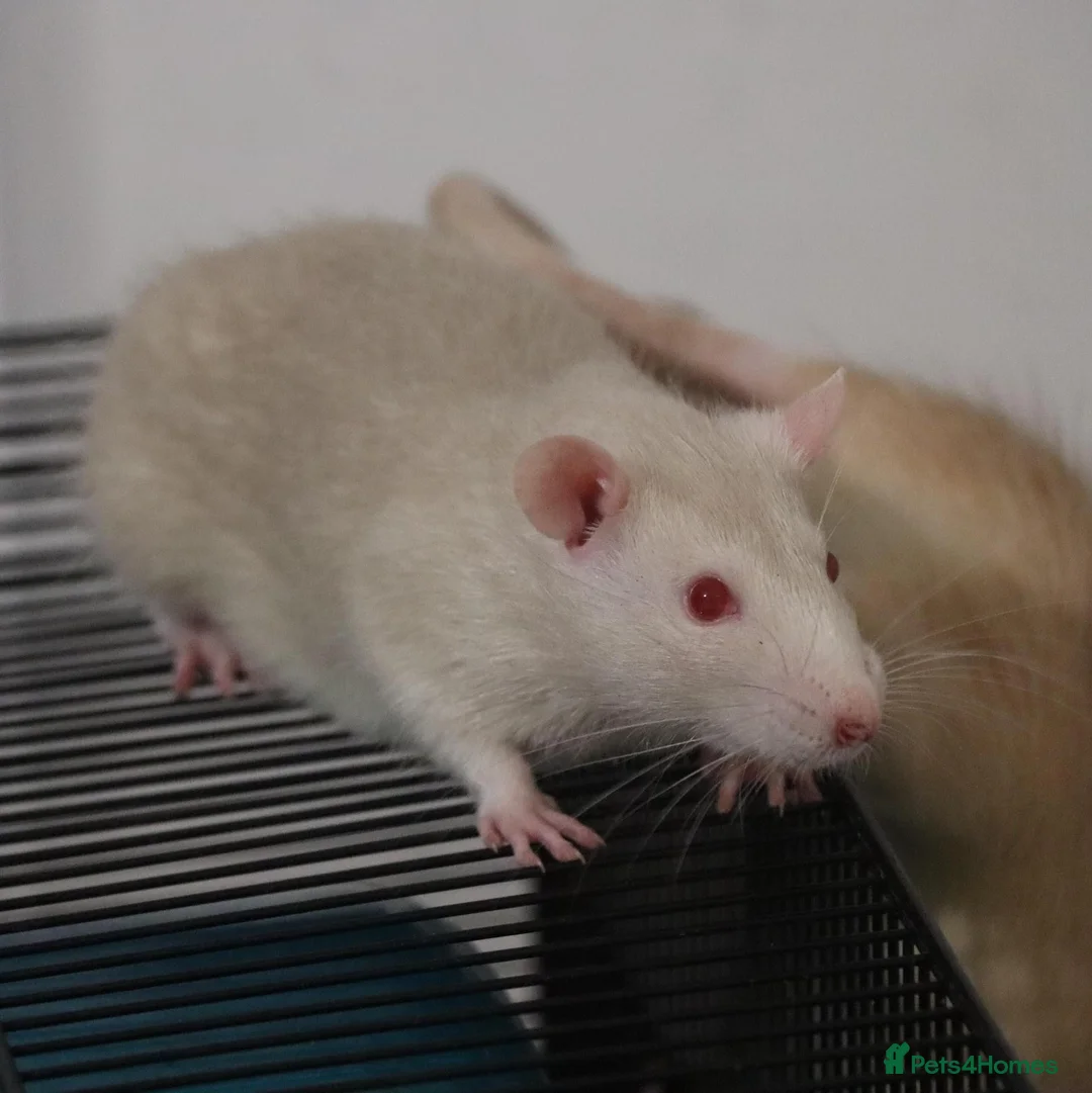 Rat rodents for sale: Young ginger rats in Croydon - Advert 7