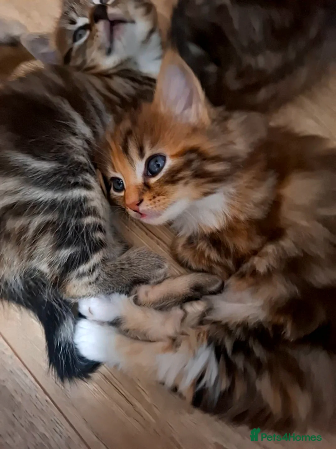 Mixed Breed cats for sale: Beautiful kittens are ready for a new home! - Advert 1