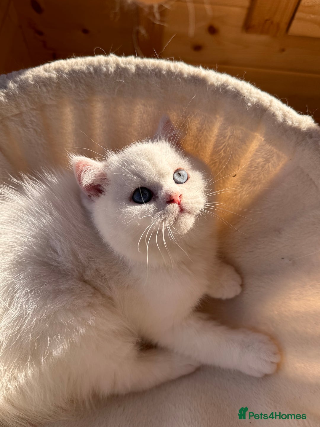 British Shorthair cats for sale: Adorable Pure White British Short Hair Kittens! - Advert 9