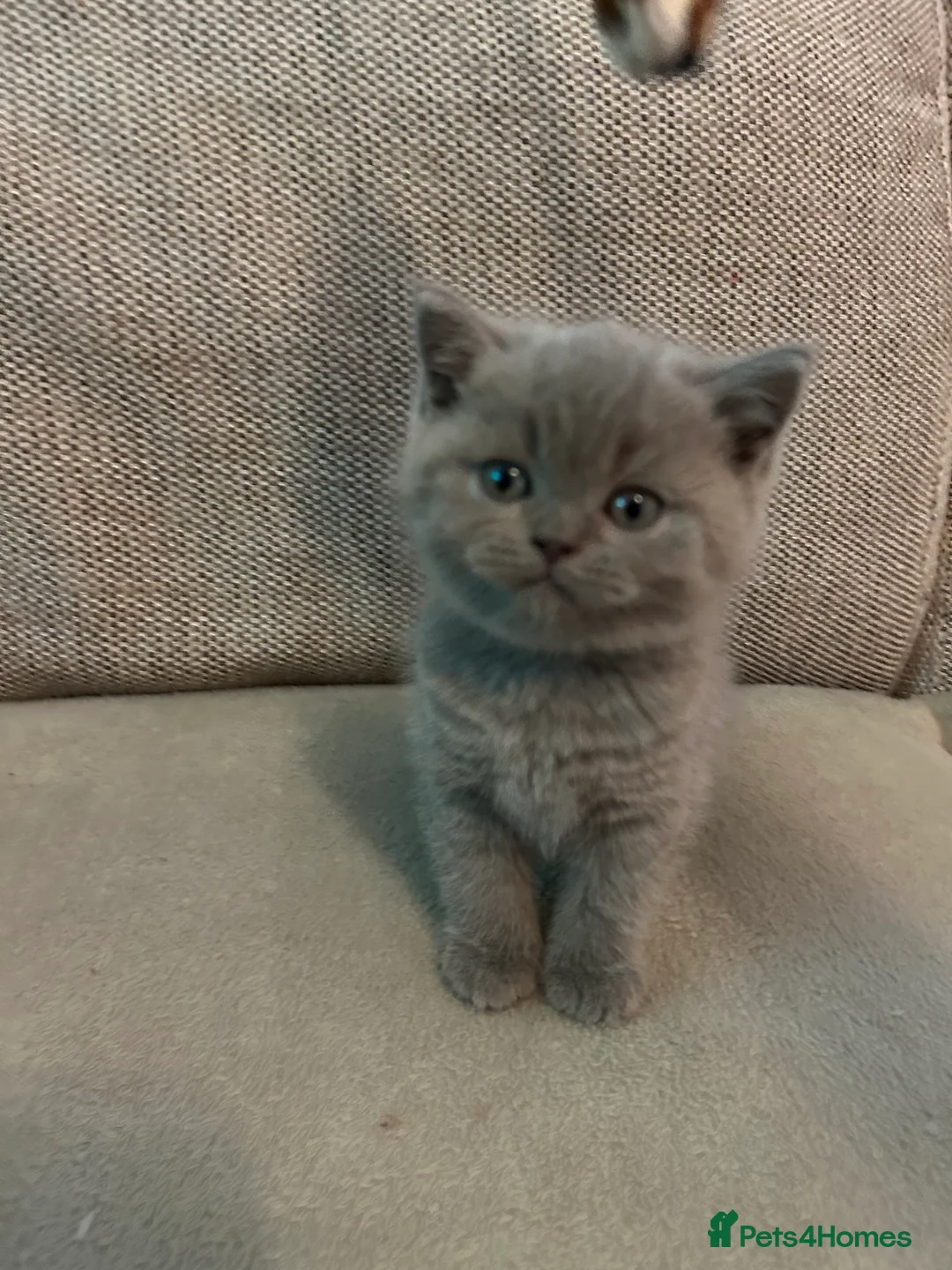British Shorthair cats for sale: 1 beautiful chunky lilac boy left   - Advert 16