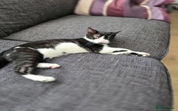 Mixed Breed cats for sale: Female kitten 🐈 - Image 5