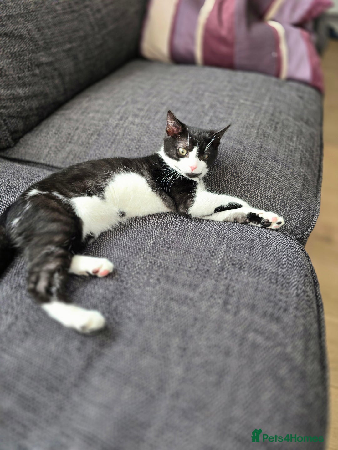 Mixed Breed cats for sale: Female kitten 🐈 - Image 5