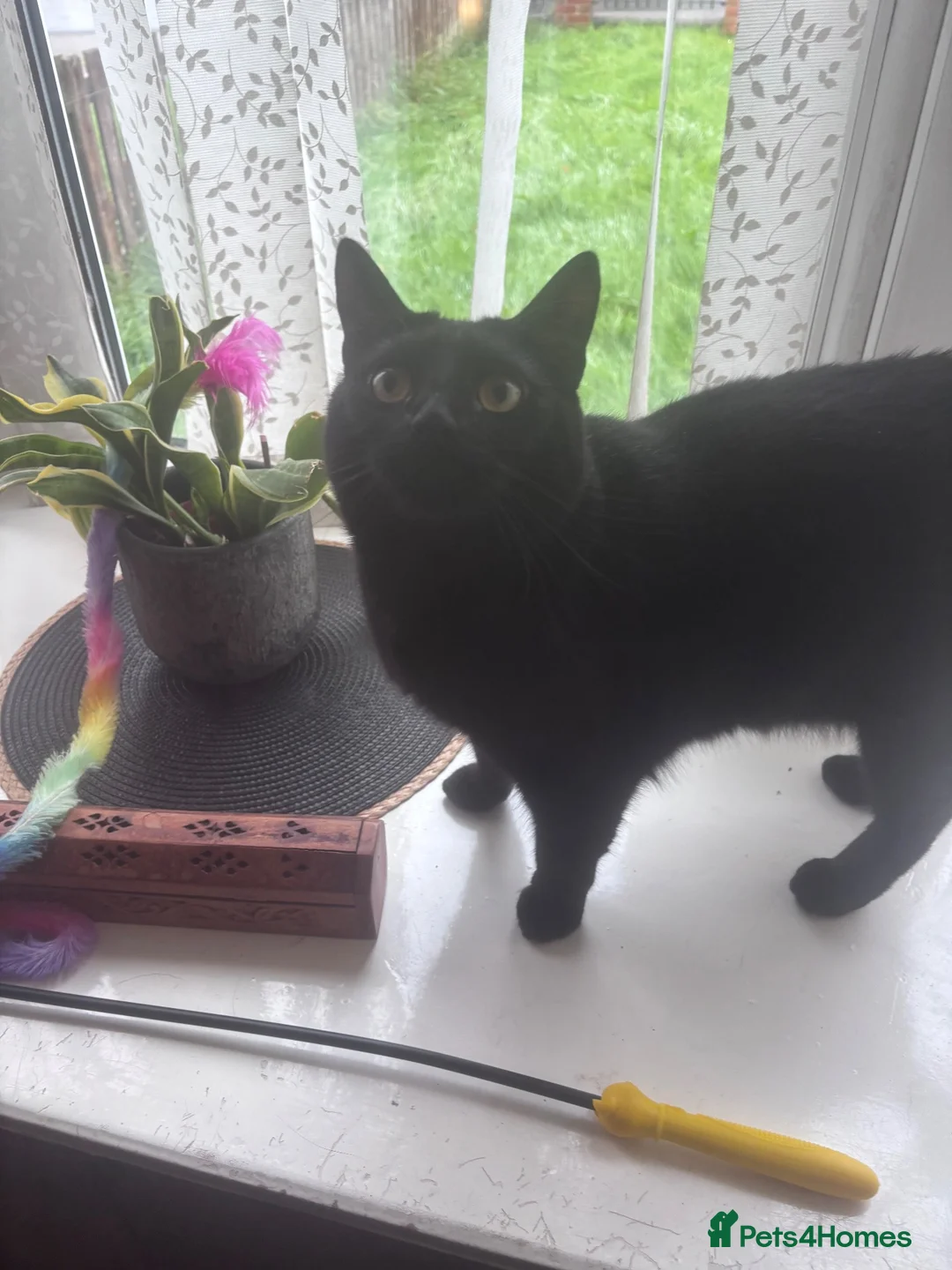 Mixed Breed cats for sale: Brother and sister cats  in Wolverhampton - Advert 2