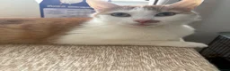 Mixed Breed cats for sale: Playful Tortie Kitten Ready for Her Forever Home - Advert 2