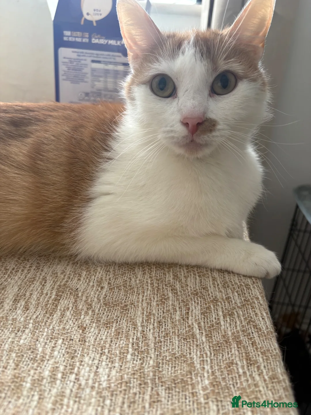 Mixed Breed cats for sale: Playful Tortie Kitten Ready for Her Forever Home - Advert 2