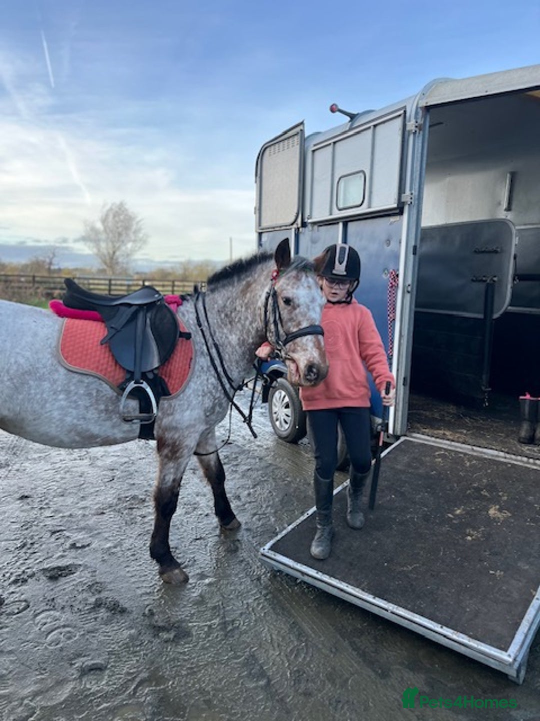 Appaloosa horses for sale: 13.1 hh Appaloosa Mare  - Image 20