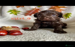 Cockapoo dogs for sale: Meet your new best friend!! - Image 11