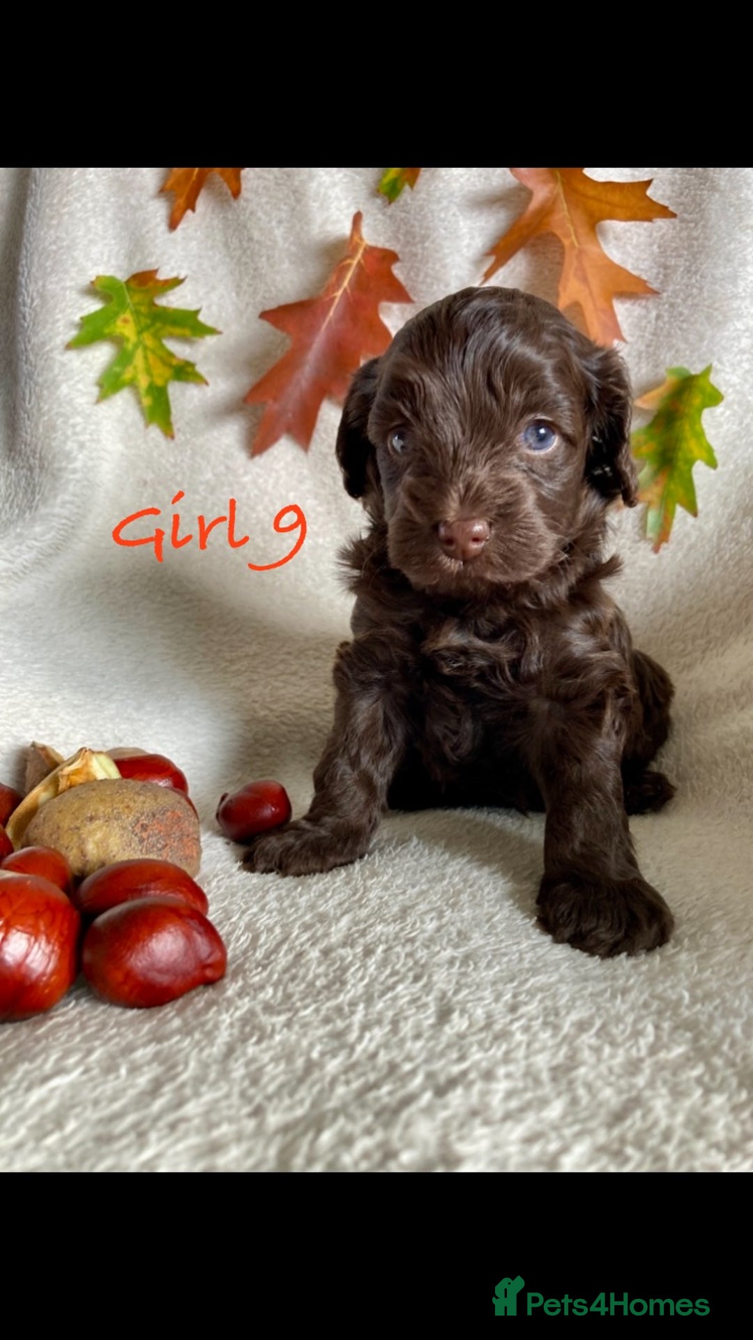 Cockapoo dogs for sale: Meet your new best friend!! - Image 11