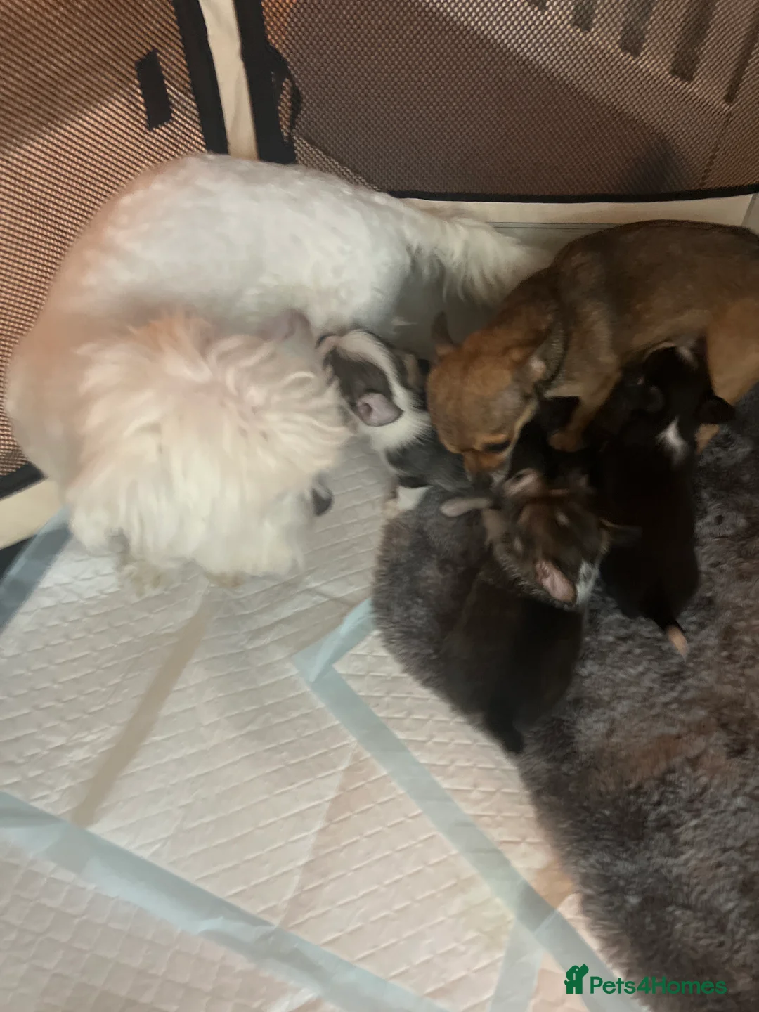 Mixed Breed dogs for sale: Adorable Malchi puppies available 🐶 - Advert 10