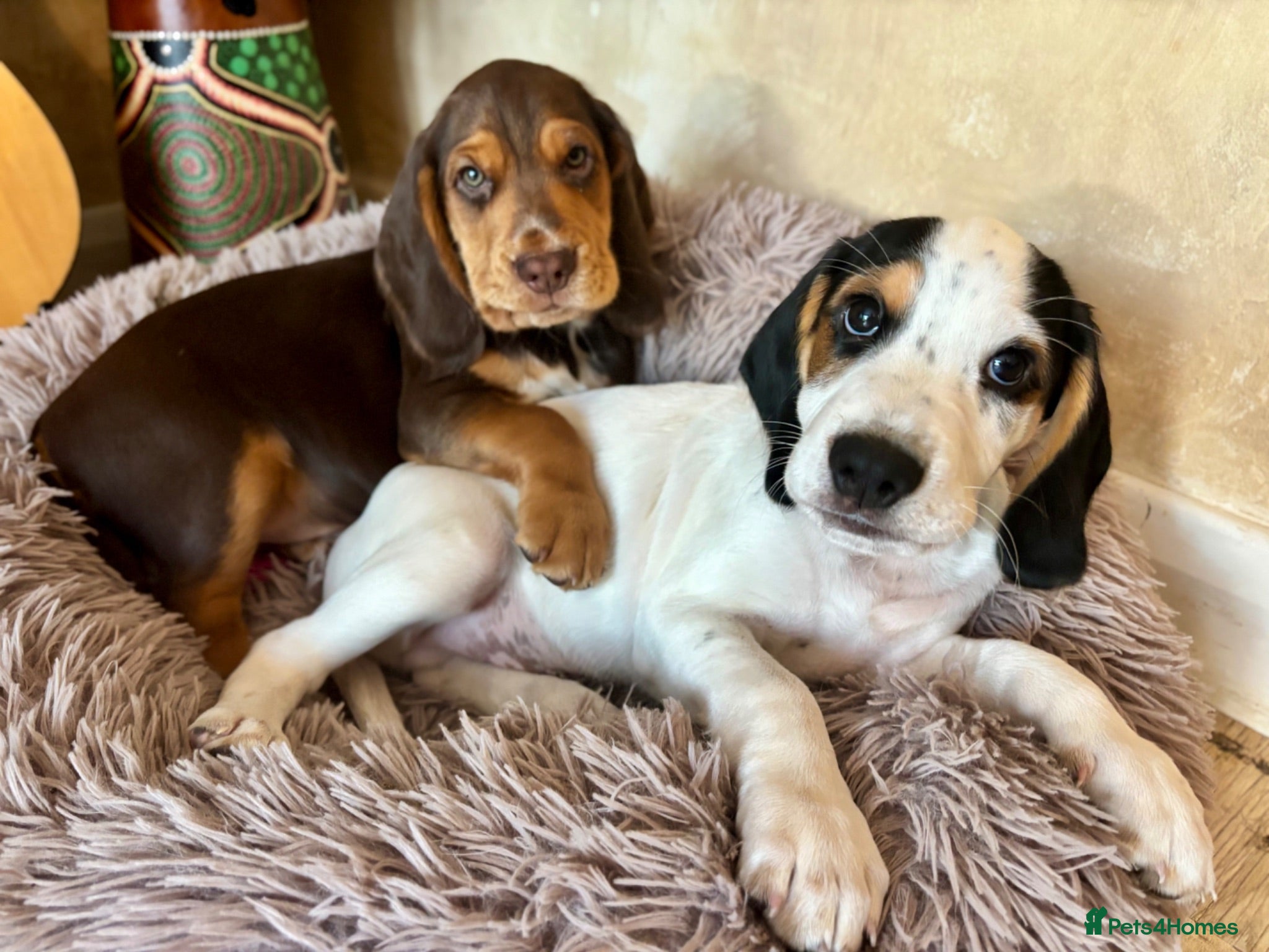Bocker dogs Cocker spaniel cross beagle  - Advert 2