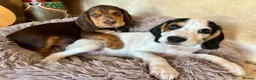 Bocker dogs for sale: Cocker spaniel cross beagle  - Advert 1