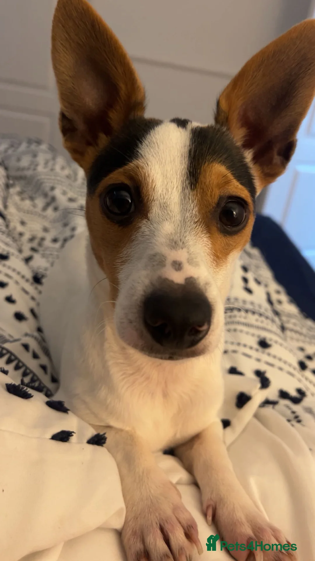 Jack Russell dogs for stud: Stud Miniature Jack Russell  in Worksop - Advert 9