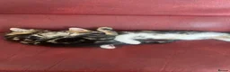 Mixed Breed cats for sale: Beautiful kittens ready now - Advert 3