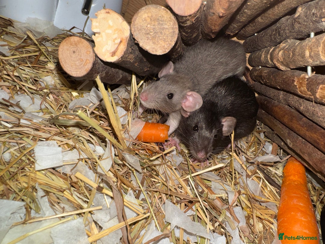 Rat rodents for sale: 3 female rats  - Image 3