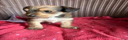 Jack Russell dogs for sale: Jack Russell puppies  - Advert 17
