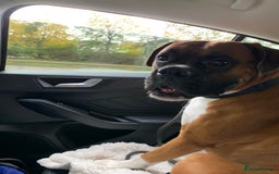 Boxer dogs for sale: A Second Chance for a Gentle Boxer - Advert 30