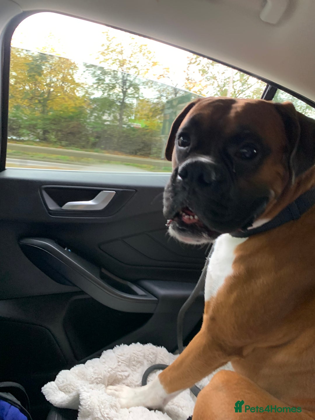 Boxer dogs for sale: A Second Chance for a Gentle Boxer - Advert 30