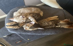 Bengal cats for sale: Snow Mink/Brown Rossette Blue Eyed Bengals - Image 2