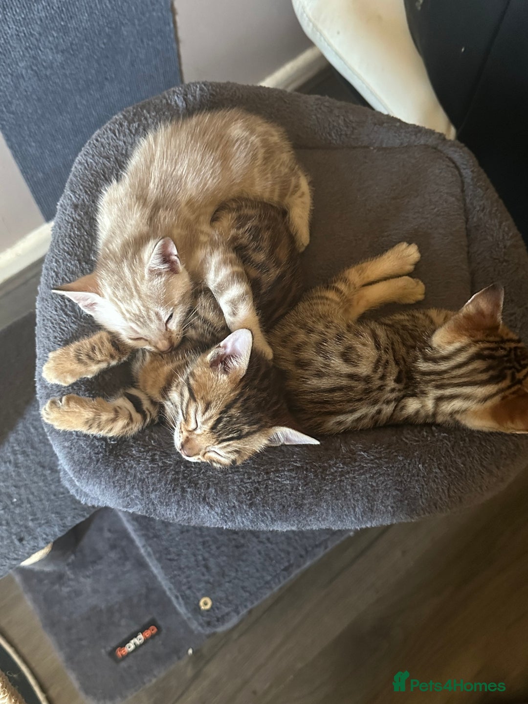 Bengal cats for sale: Snow Mink/Brown Rossette Blue Eyed Bengals - Image 2