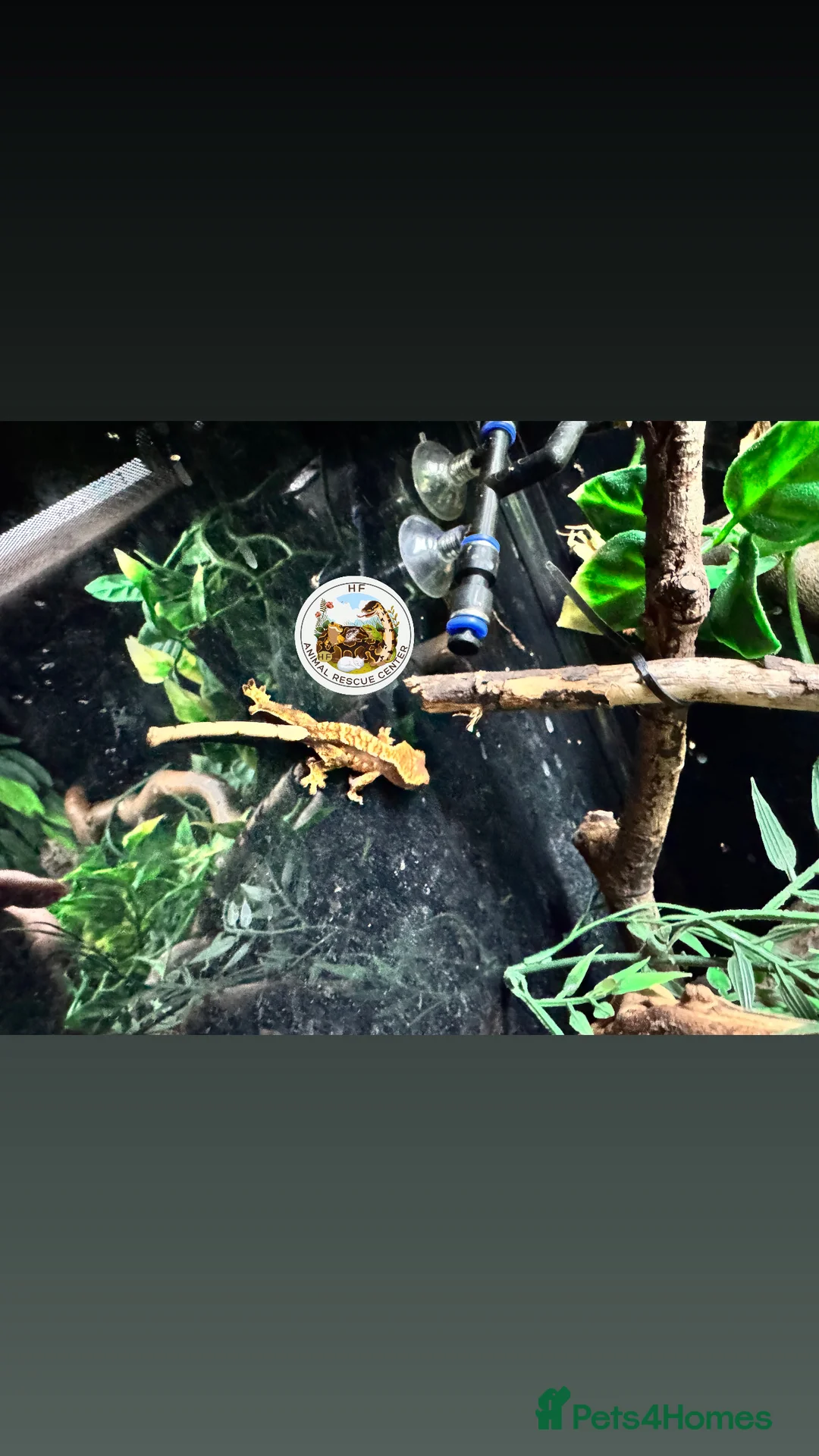 Leopard Gecko reptiles for sale: crested & leopard geckos - possible a full setup  - Advert 22