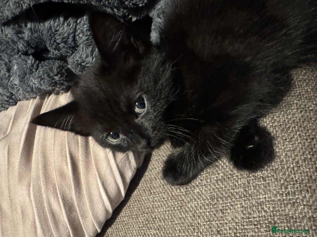 Domestic Shorthair cats for sale: 2 kittens left  - Image 3