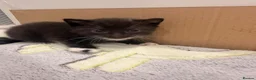 Mixed Breed cats for sale: 2 gorgeous kittens remaining  - Advert 6