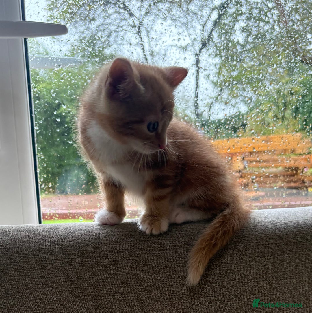 Mixed Breed cats for sale: Gorgeous ginger female tabby  - Image 5