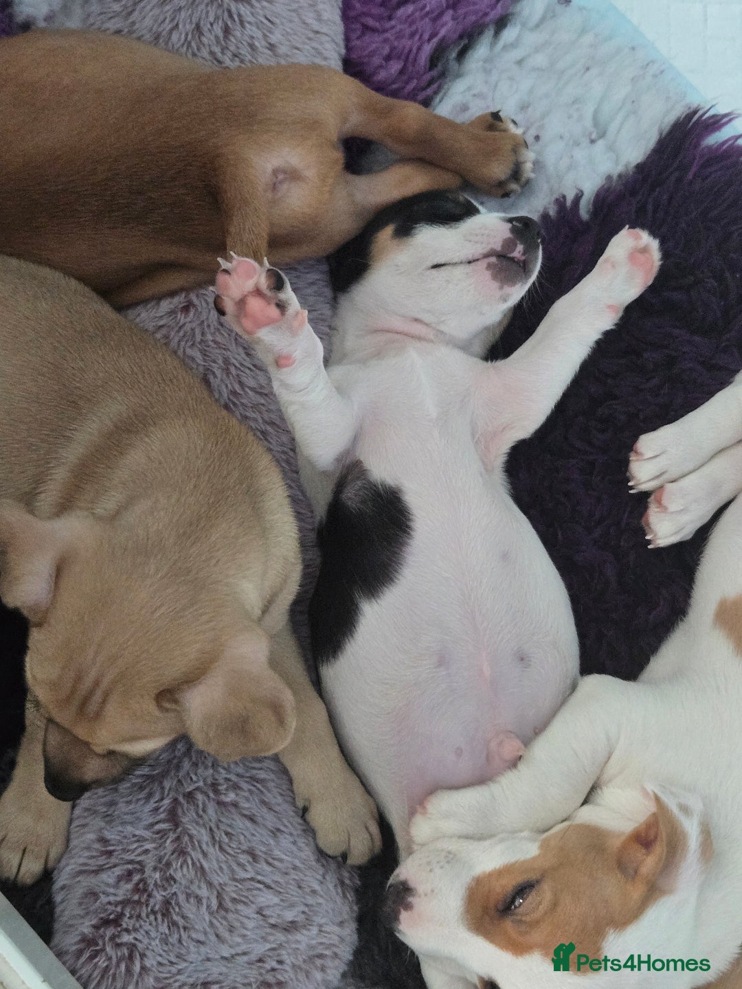 Jack Russell dogs for sale: Jack Russell puppies  - Advert 14