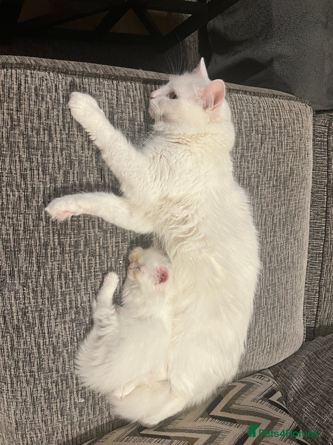 Turkish Angora cats for sale: Turkish Angora/Persian Chanchilla kittens for Sale - Image 16