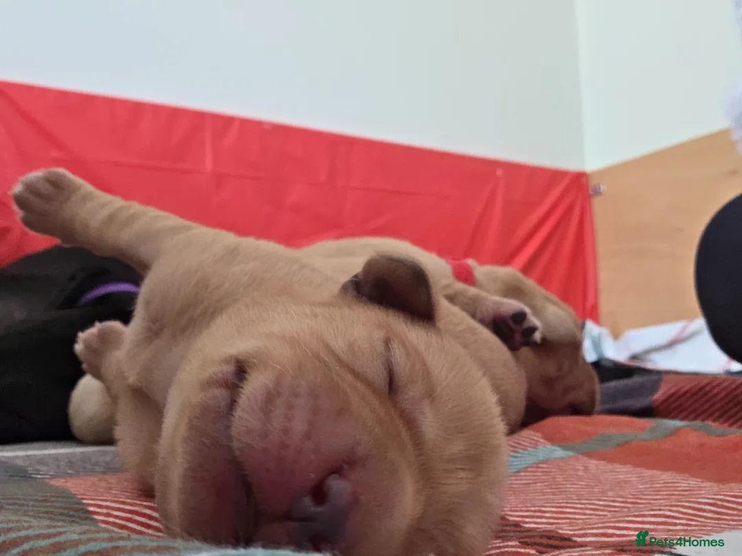Labrador Retriever dogs for sale: Beautiful labrador for sale  in Sleaford - Advert 6
