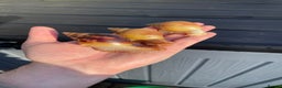 Snails invertebrates for sale: Giant African Land Snails - Advert 3