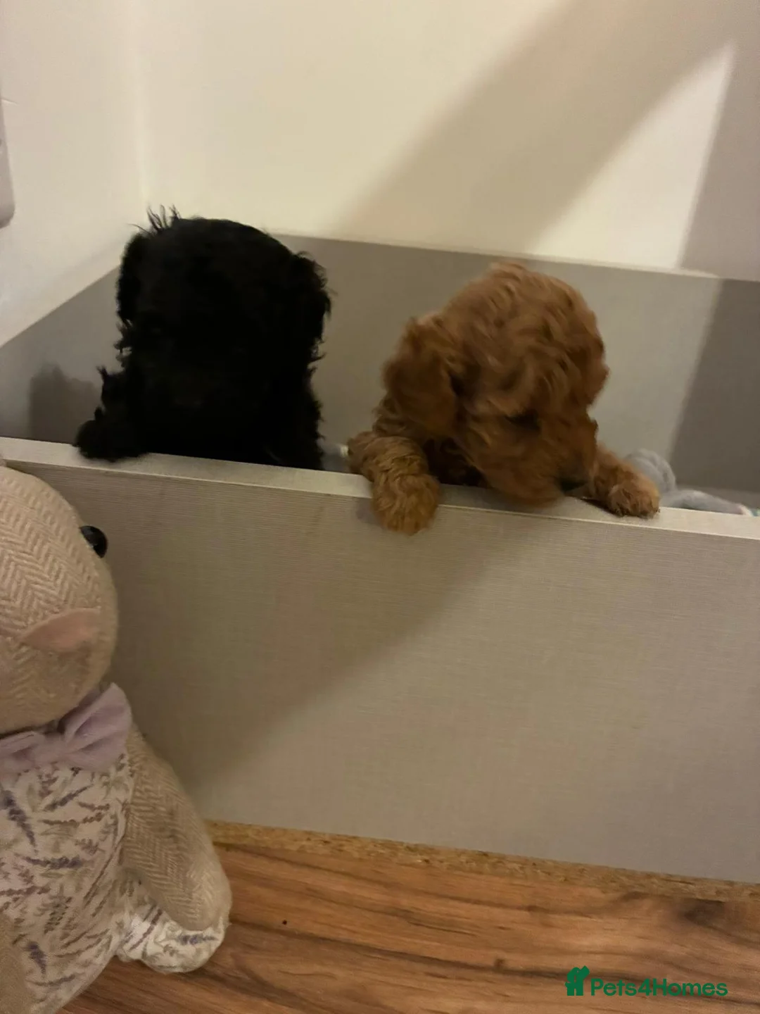 Toy Poodle dogs for sale: Toy Poodle Puppies in Birmingham - Advert 2