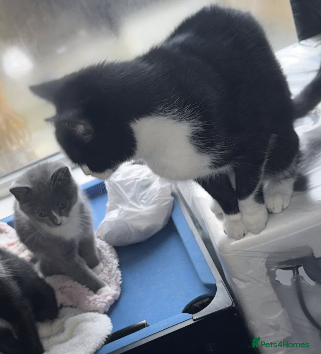 Mixed Breed cats for sale: Mixed breed (pedigree/ragdoll) cat for sale - Advert 4