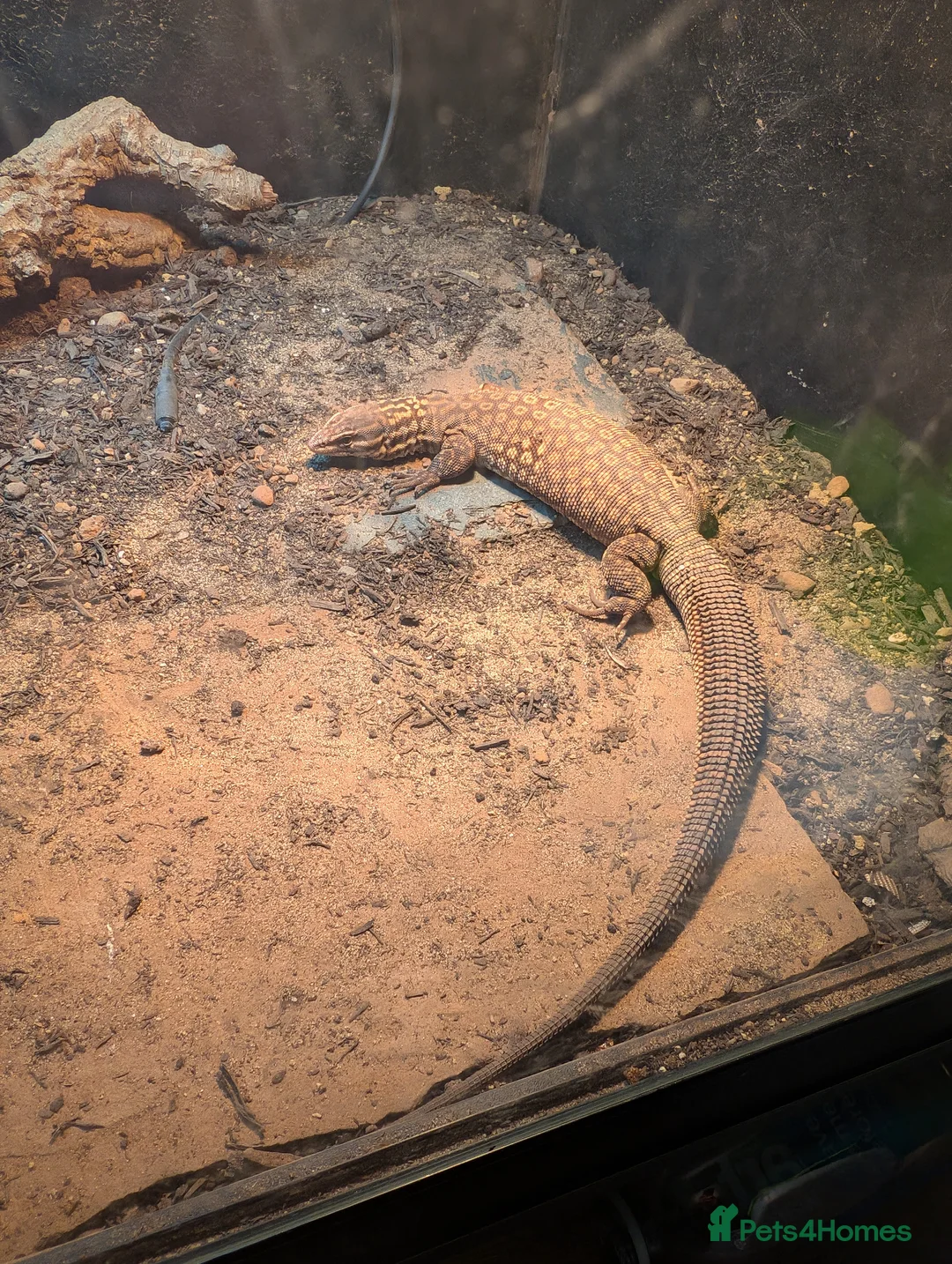 Monitor reptiles for sale: Ackie Monitor + 4ft viv and all equipment in Sheffield - Advert 2