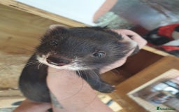 Ferret rodents for sale: Gorgeous litter well handled - Image 3
