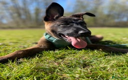 Mixed Breed dogs for sale: German shepherd cross Belgian malinios 8 months  - Image 12