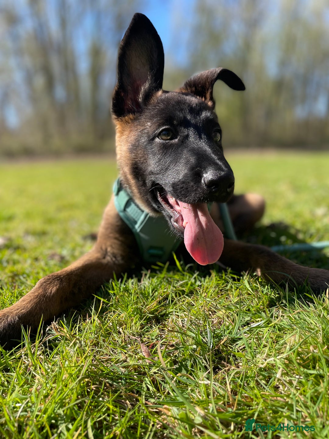 Mixed Breed dogs for sale: German shepherd cross Belgian malinios 8 months  - Image 12