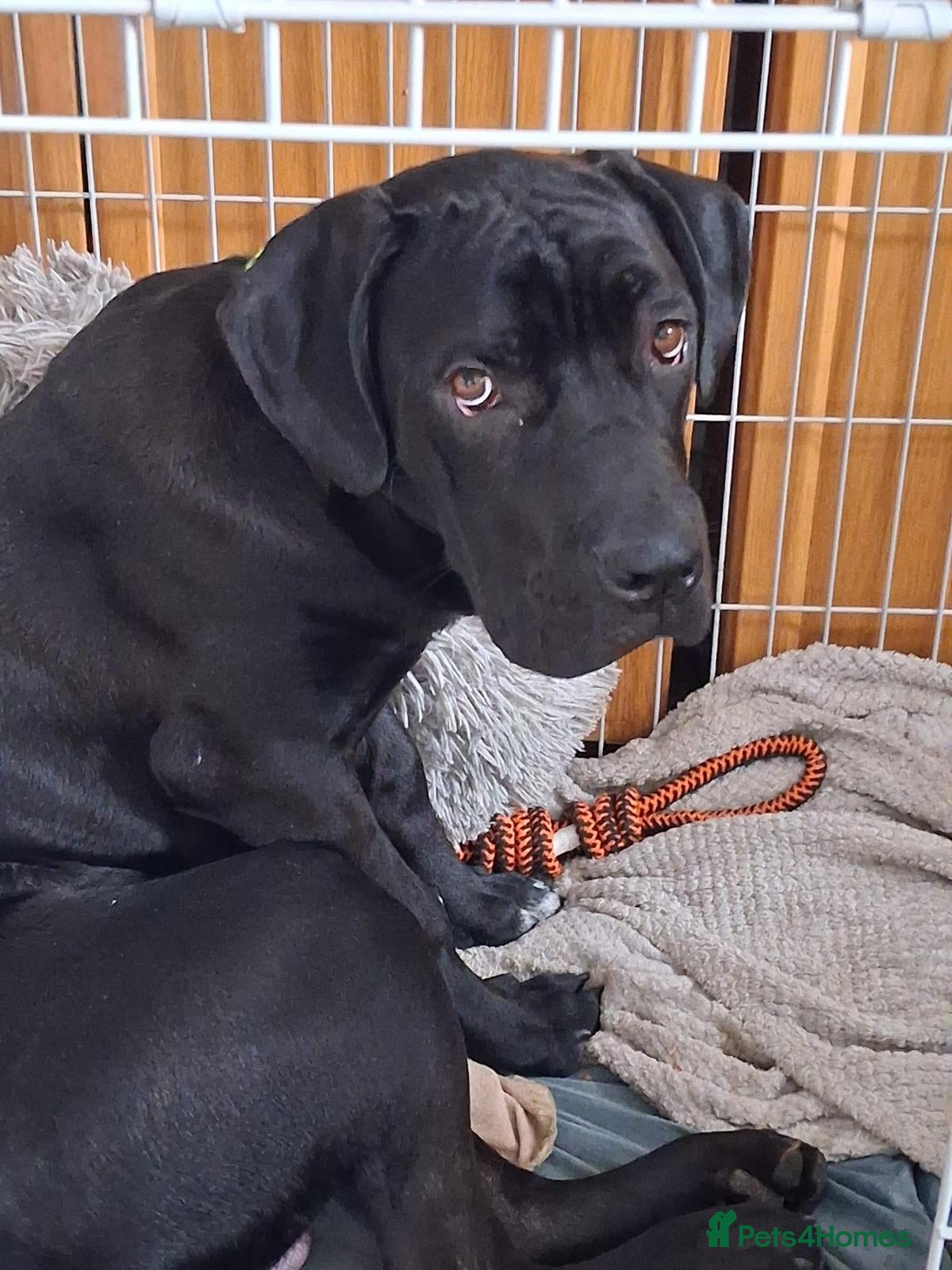 Cane Corso dogs Cane Corso Male Dog - Advert 1