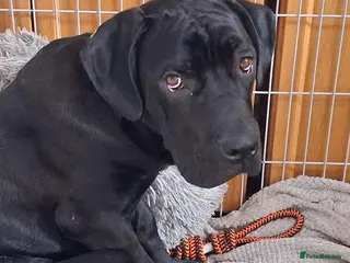 Cane Corso dogs Cane Corso Male Dog - Advert 1