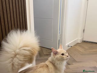 Maine Coon cats Tica Red Smoke Maine Coon - Advert 9