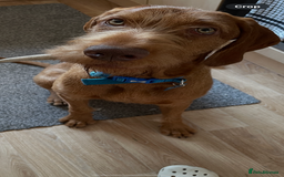 Hungarian Vizsla dogs for sale: Wired hair Hungarian vizsla  - Image 1