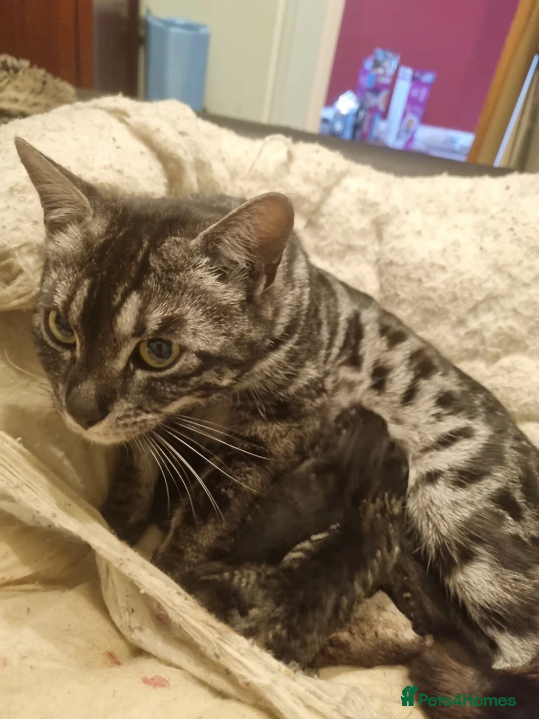Bengal cats for sale: Male charcoal bengal cross kitten. - Advert 5
