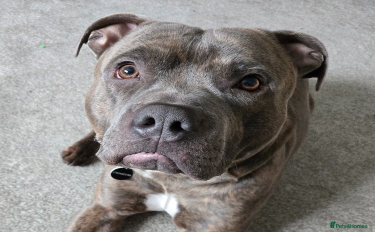 Staffordshire Bull Terrier dogs - Advert 1