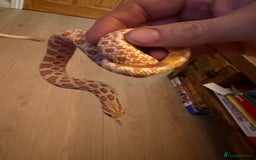 Snake reptiles for sale: Hognose snake - Advert 1