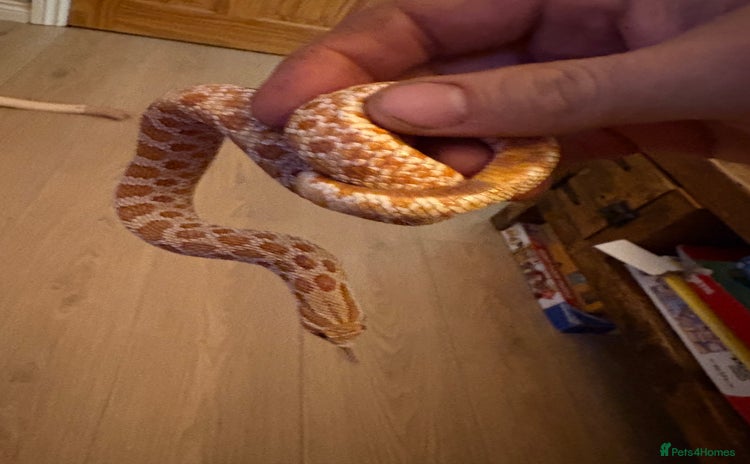 Snake reptiles Hognose snake - Advert 1