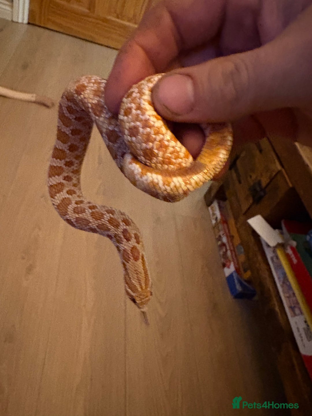Snake reptiles for sale: Hognose snake - Advert 1