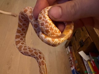 Snake reptiles Hognose snake - Advert 1