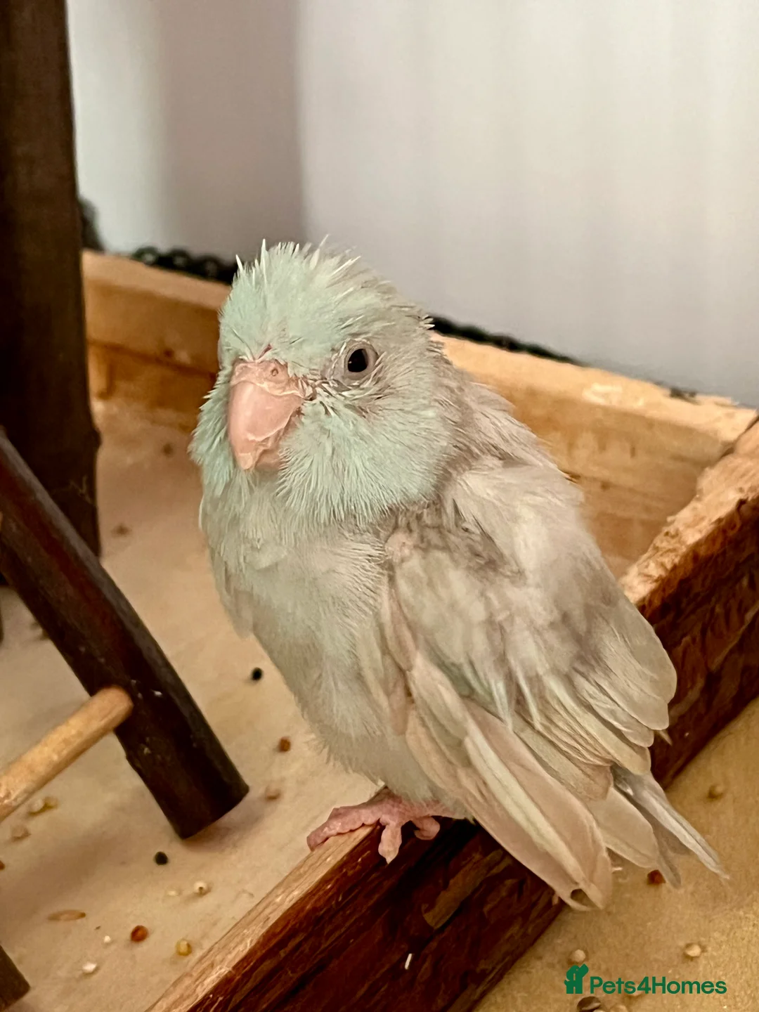 Parrots birds for sale: Disabled parrotlet with huge personality - Advert 5