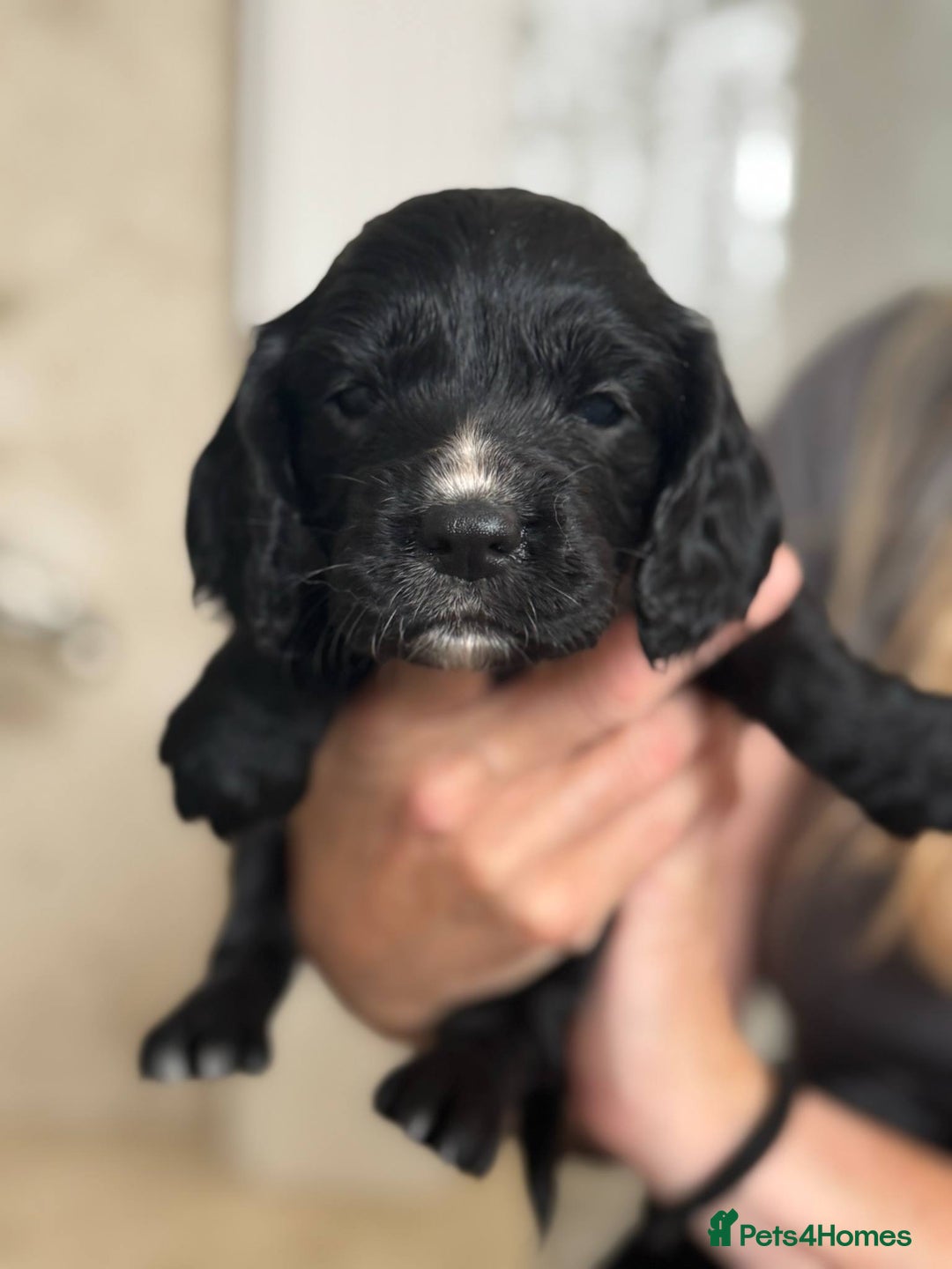 Cocker Spaniel dogs for sale: 4 Adorable working Cocker Spaniel puppies  - Image 8