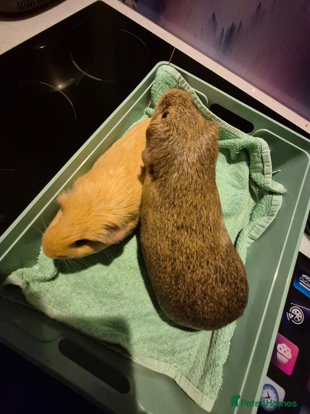 Guinea Pig rodents for sale: Pair of female guinea pigs - Advert 4